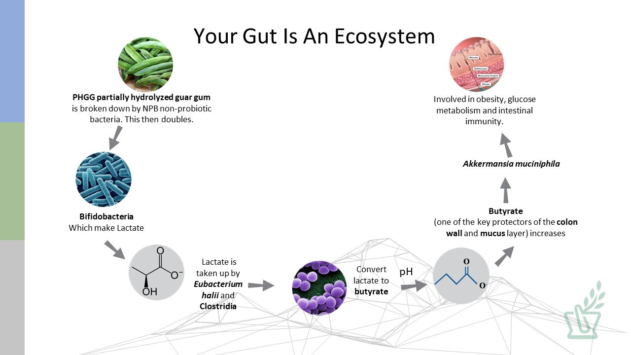 Akkermansia and the Gut Microbiome: Support the Ecosystem, Not Just the Organism